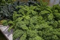 Curly fresh kale in the garden Royalty Free Stock Photo