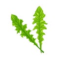 Curly Frisee Leaf Vegetable or Salad Greens as Plant with Edible Leaves Vector Illustration