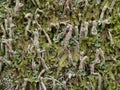 curly fruticose lichen forming dense reef on damp surface textured ecology a subtle colour variations Royalty Free Stock Photo