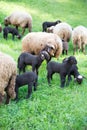 Curly Fur Sheep and Lambs in Green Swiss Meadow