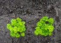 Curly garden parsley plants from above Royalty Free Stock Photo