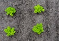 Curly garden parsley plants from above Royalty Free Stock Photo