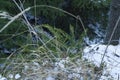 Curly green fern and dry grass on the forest edge in winte Royalty Free Stock Photo