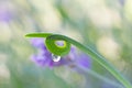 Curly green plant leaf with water drops