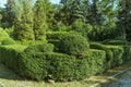 Curly green trimmed boxwood bushes in the park