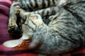 Curly hair of a Cornish Rex cat. Close, sleeping cat