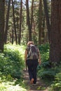 Curly-haired blonde woman hiker, with a backpack on her back, walking along the high mountain pine forest trail surrounded by Royalty Free Stock Photo