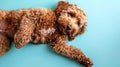 A curly-haired dog lounging against a blue background. Royalty Free Stock Photo