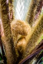 Curly and hairy bud of a fern detail closeup