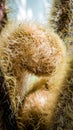 Curly and hairy bud of a fern detail closeup Royalty Free Stock Photo