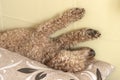 Curly hairy poodle sleeps lying on its back