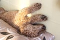 Curly hairy poodle sleeps lying on its back