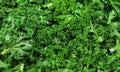 Curly Kale Royalty Free Stock Photo