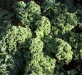 Curly Kale Royalty Free Stock Photo