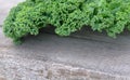 Curly of kale cabbage Royalty Free Stock Photo