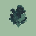 Curly kale, dark green leaf vegetable. Nature organic vegetable Kale