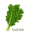 Curly kale, dark green leafy vegetable Royalty Free Stock Photo