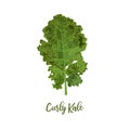 Curly kale. Food concept. Fresh juicy raw close up leaf cabbage isolated. Healthy diet, vegetarian food, spring summer