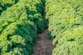 Curly kale grown on a farm field in Spain