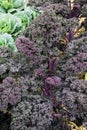 Curly kale