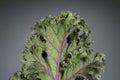 Curly Kale Leaf Royalty Free Stock Photo