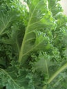 Curly kale leaves Royalty Free Stock Photo