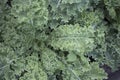 Curly Kale Leaves Royalty Free Stock Photo