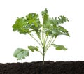 Curly kale or Organic blue curled scotch kale, Kale plant growing in soil, isolated on white background with clipping path