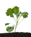 Curly kale or Organic blue curled scotch kale, Kale plant growing in soil, isolated on white background with clipping path
