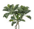Curly kale or Organic blue curled scotch kale, Kale plant isolated on white background with clipping path