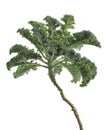 Curly kale or Organic blue curled scotch kale, Kale plant isolated on white background with clipping path