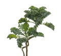 Curly kale or Organic blue curled scotch kale, Kale plant isolated on white background with clipping path