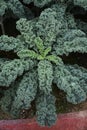 Curly kale