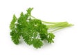 Curly leaf parsley Royalty Free Stock Photo