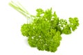 Curly leaf parsley Royalty Free Stock Photo