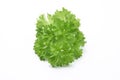 Curly leaf parsley Royalty Free Stock Photo