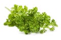 Curly Leaf Parsley Royalty Free Stock Photo