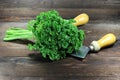 Curly leaf parsley Royalty Free Stock Photo