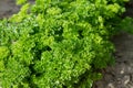 Curly leaf parsley Royalty Free Stock Photo