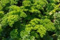 Curly leaf parsley growing on the field in sunny day Royalty Free Stock Photo