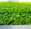 Curly leaf parsley in huge metal tray Royalty Free Stock Photo