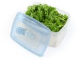 Curly leaf parsley in an open plastic food container Royalty Free Stock Photo