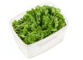 Curly leaf parsley in an open plastic food container Royalty Free Stock Photo