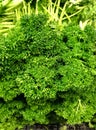 Curly leaf parsley Royalty Free Stock Photo