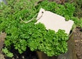 Curly leaf parsley Royalty Free Stock Photo