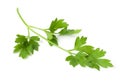 Curly-Leaf Parsley sprig Royalty Free Stock Photo