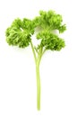 Curly leaf Parsley Royalty Free Stock Photo