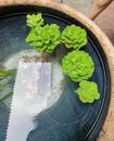 A Curly Leaf Rosette Water Lettuce