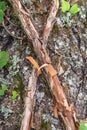 Curly leafless ivy branches are located on a tree trunk in the form of X. Natural background of natural texture. Signs