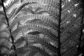 Curly leaves with blurry background in black and white